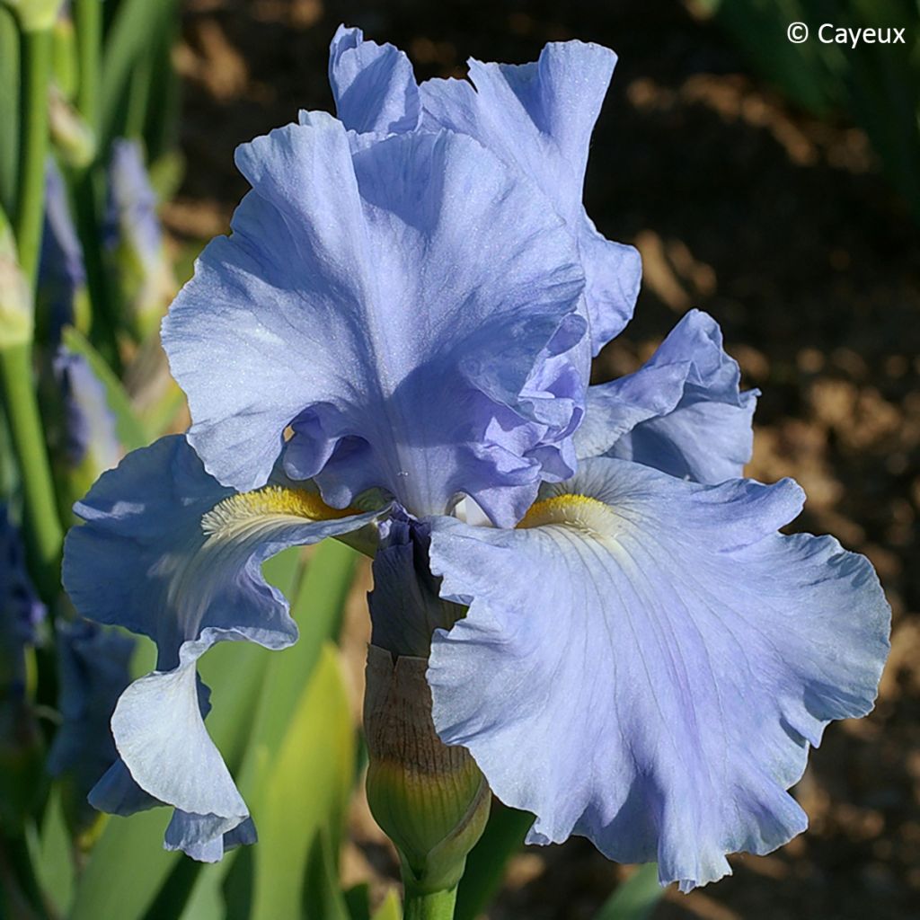 Iris germanica Aigue Marine