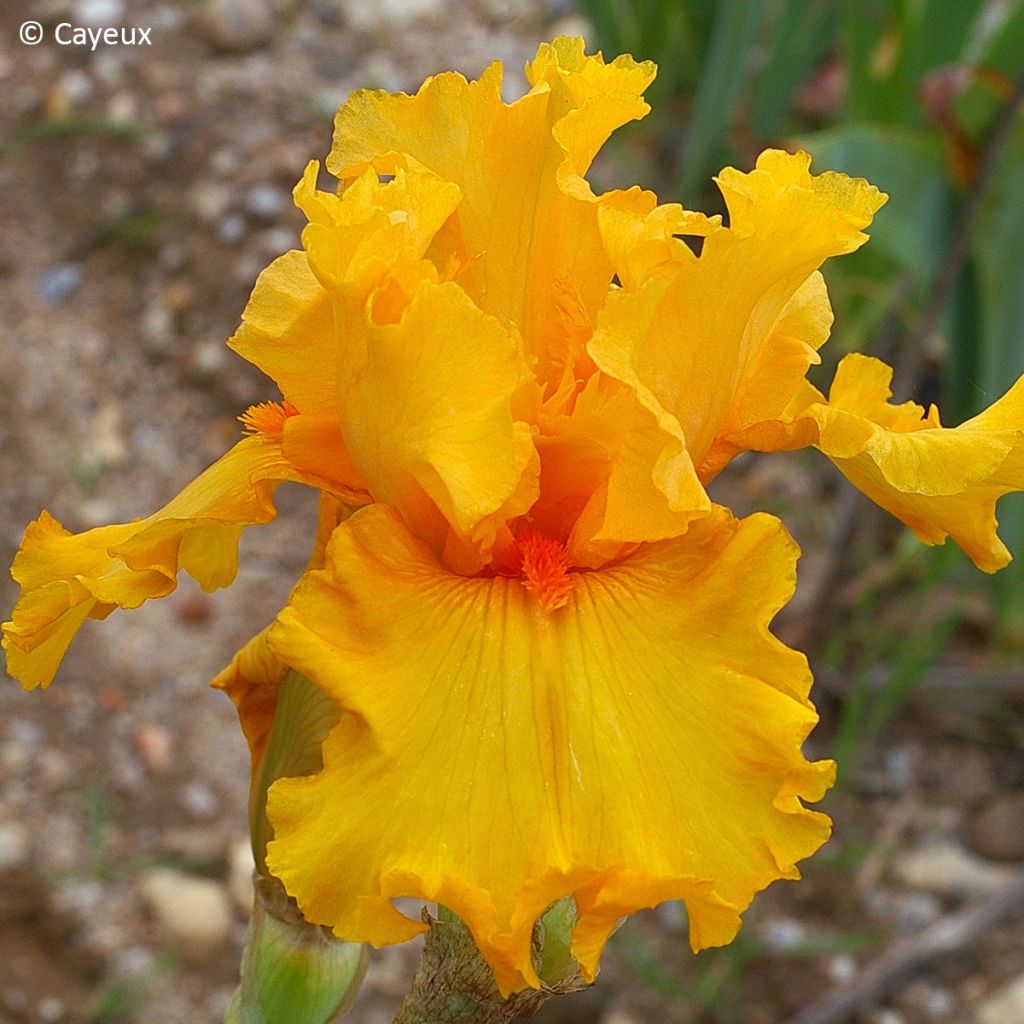 Iris germanica Air d'Été