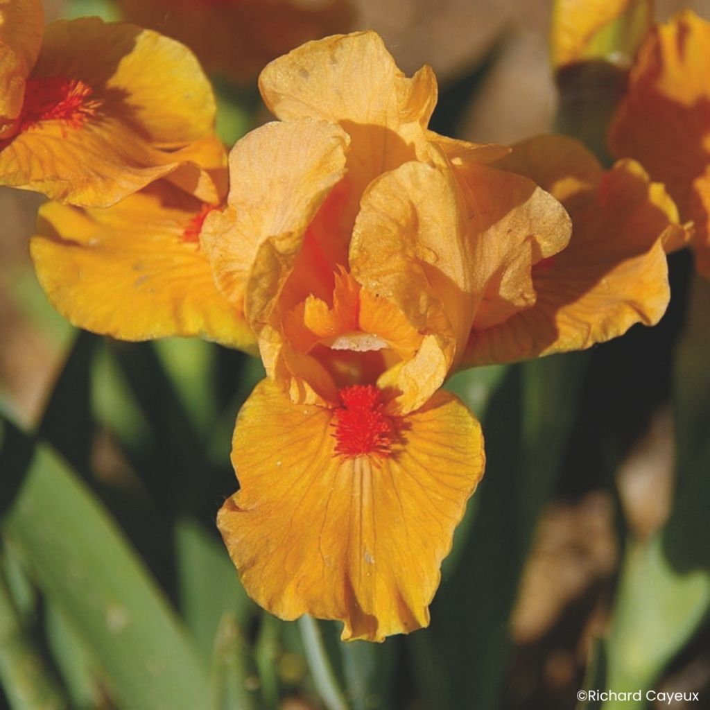 Iris germanica Allumez le Feu - Íris alemã Lilliput