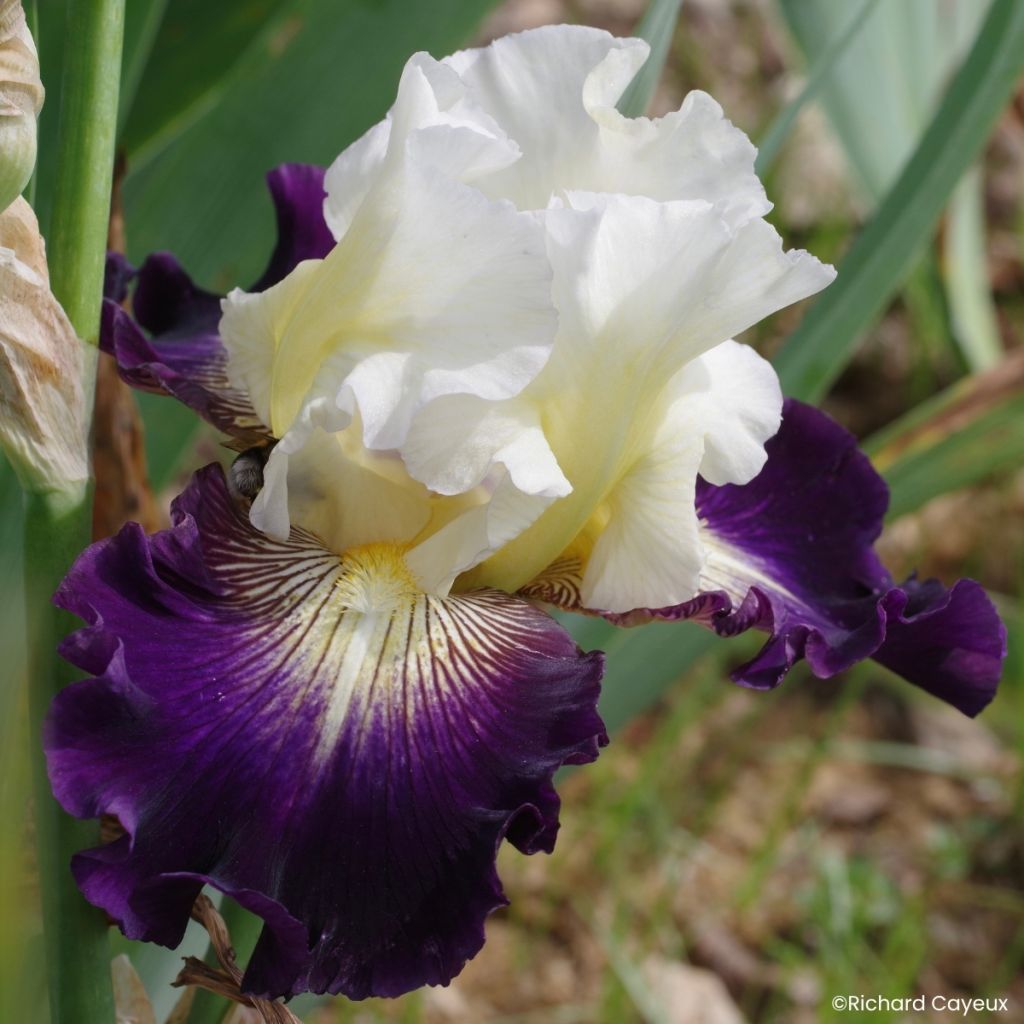 Iris germanica Aubigny Auld Alliance - Íris alemã
