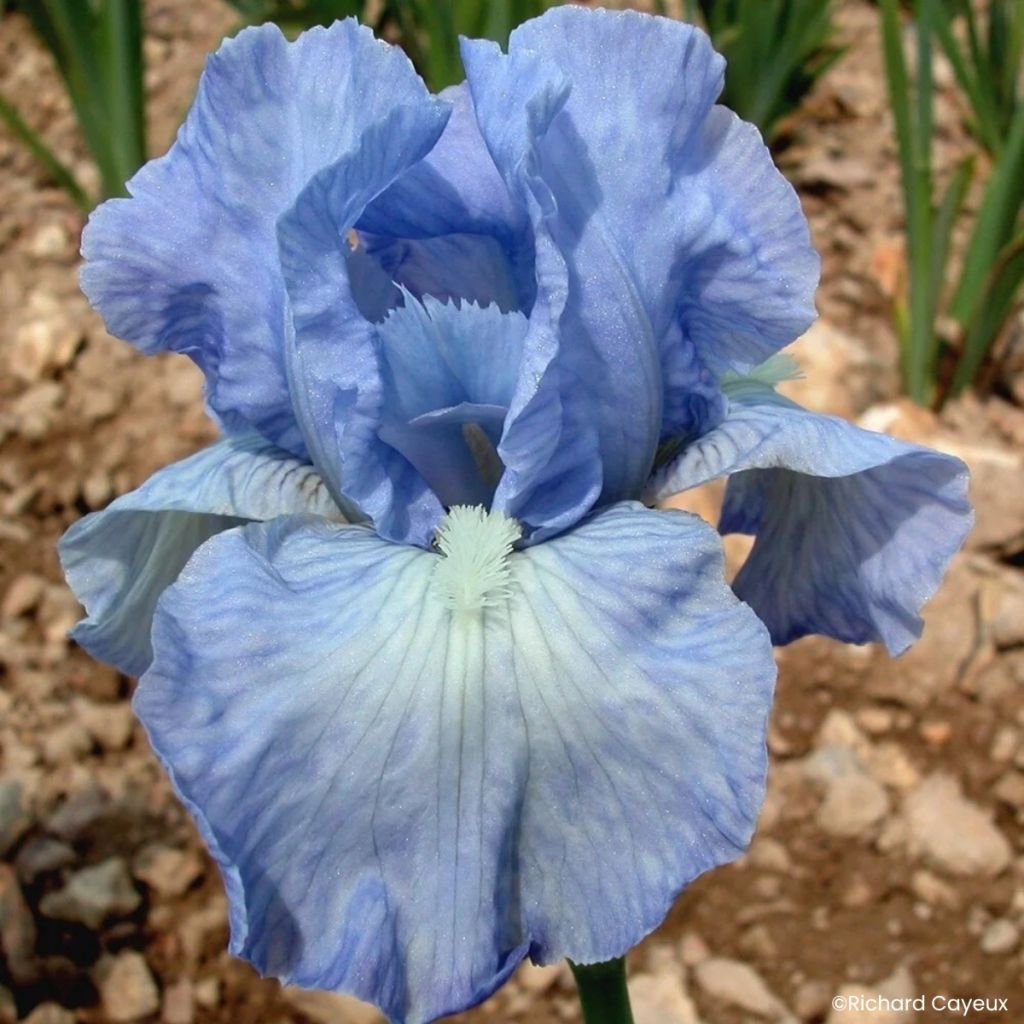 Iris germanica Bel Azur - Íris alemã intermédia