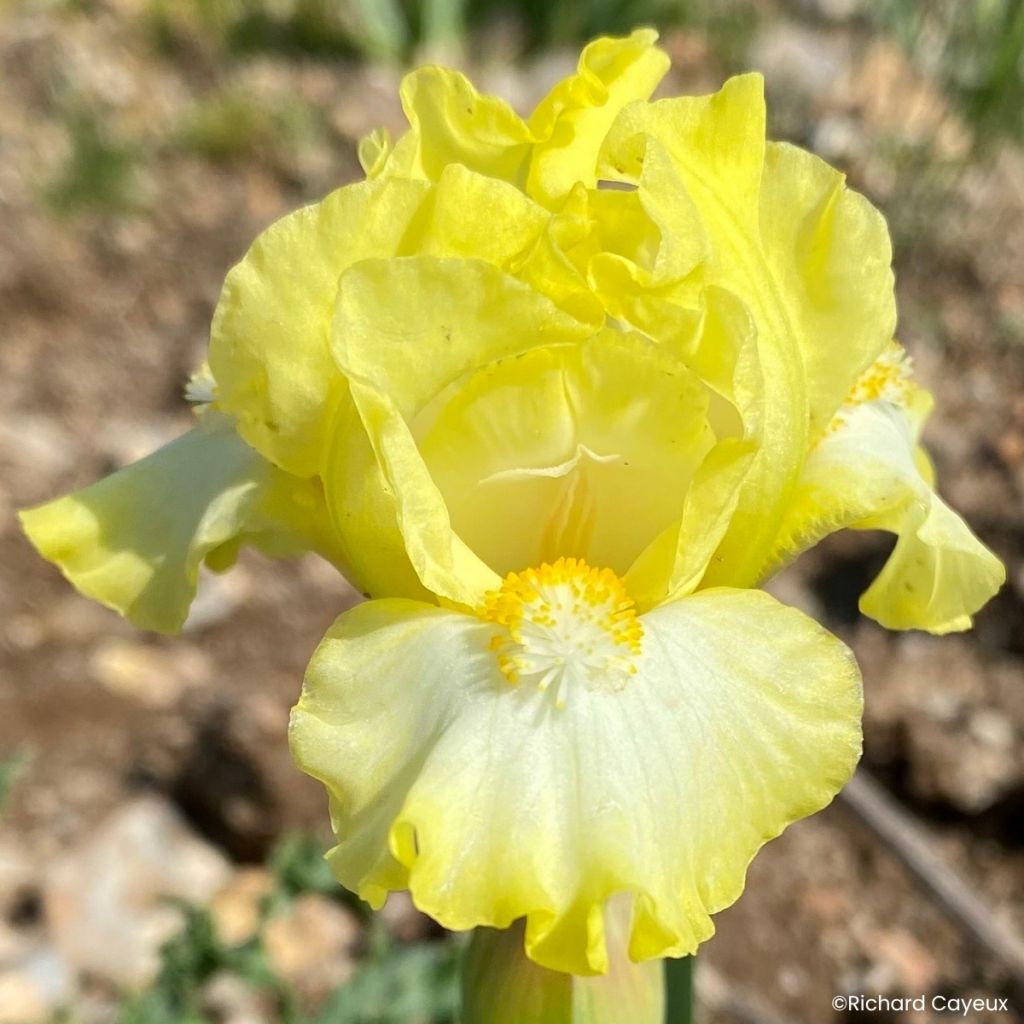 Iris germanica Blissful - Íris alemã Lilliput