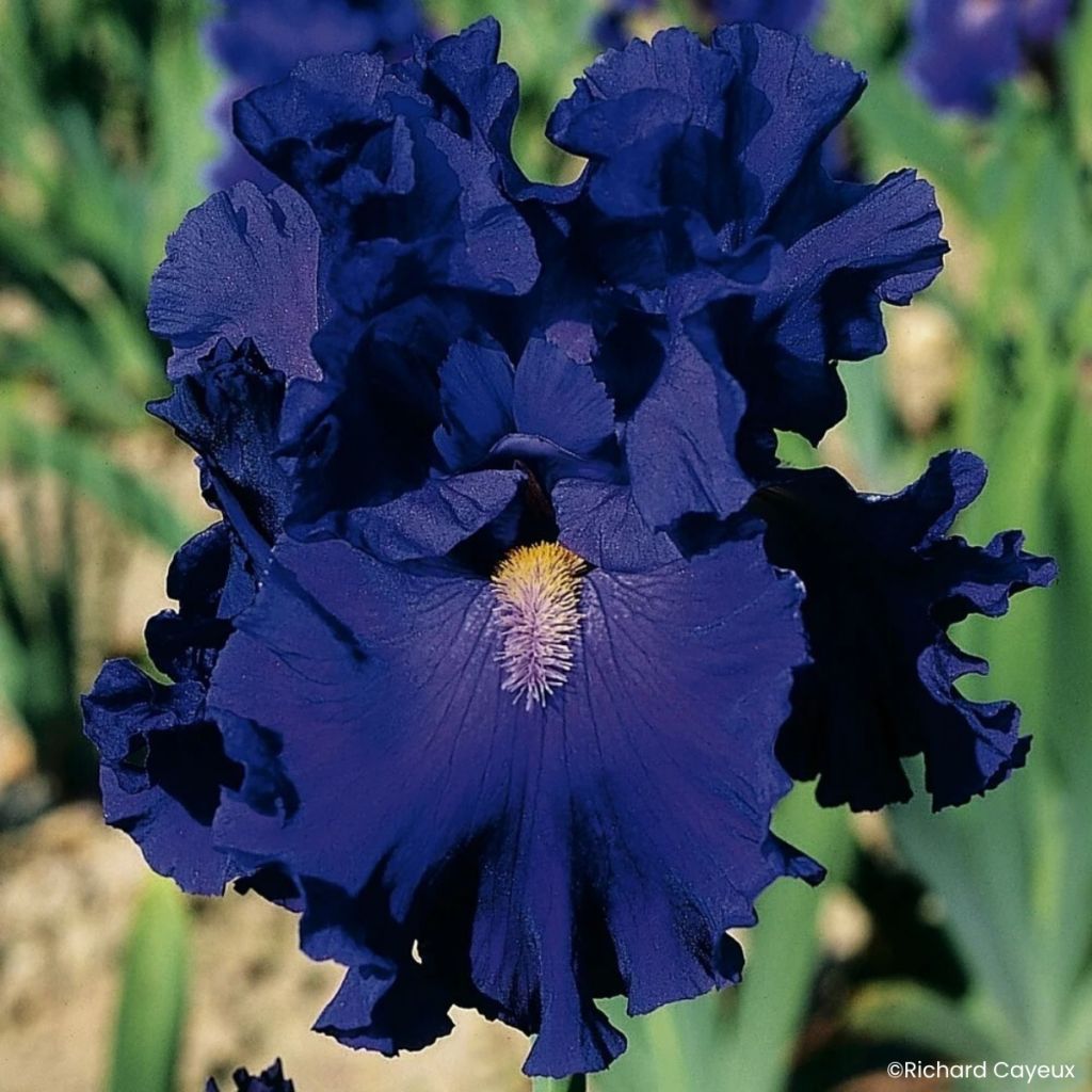 Iris germanica Blue Suede Shoes - Íris alemã