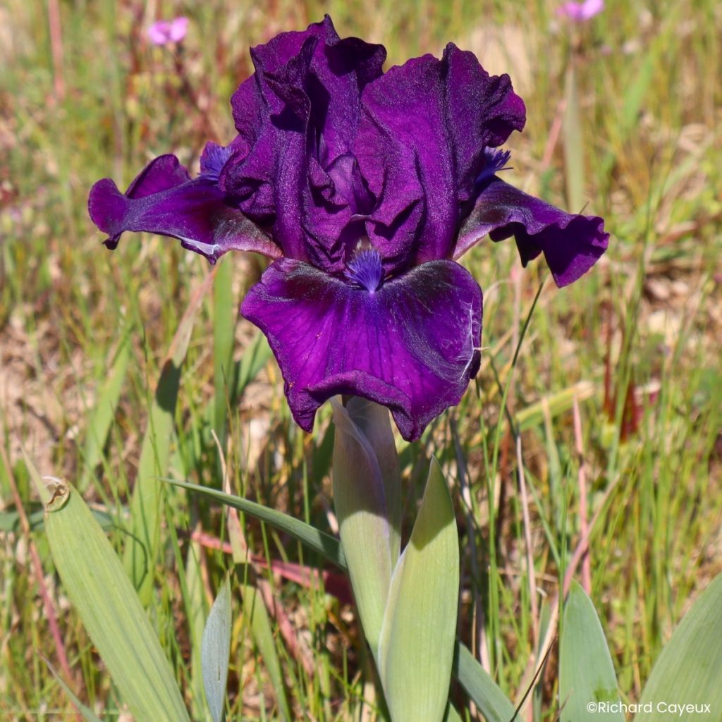 Iris germanica Bourgeois - Íris alemã Lilliput