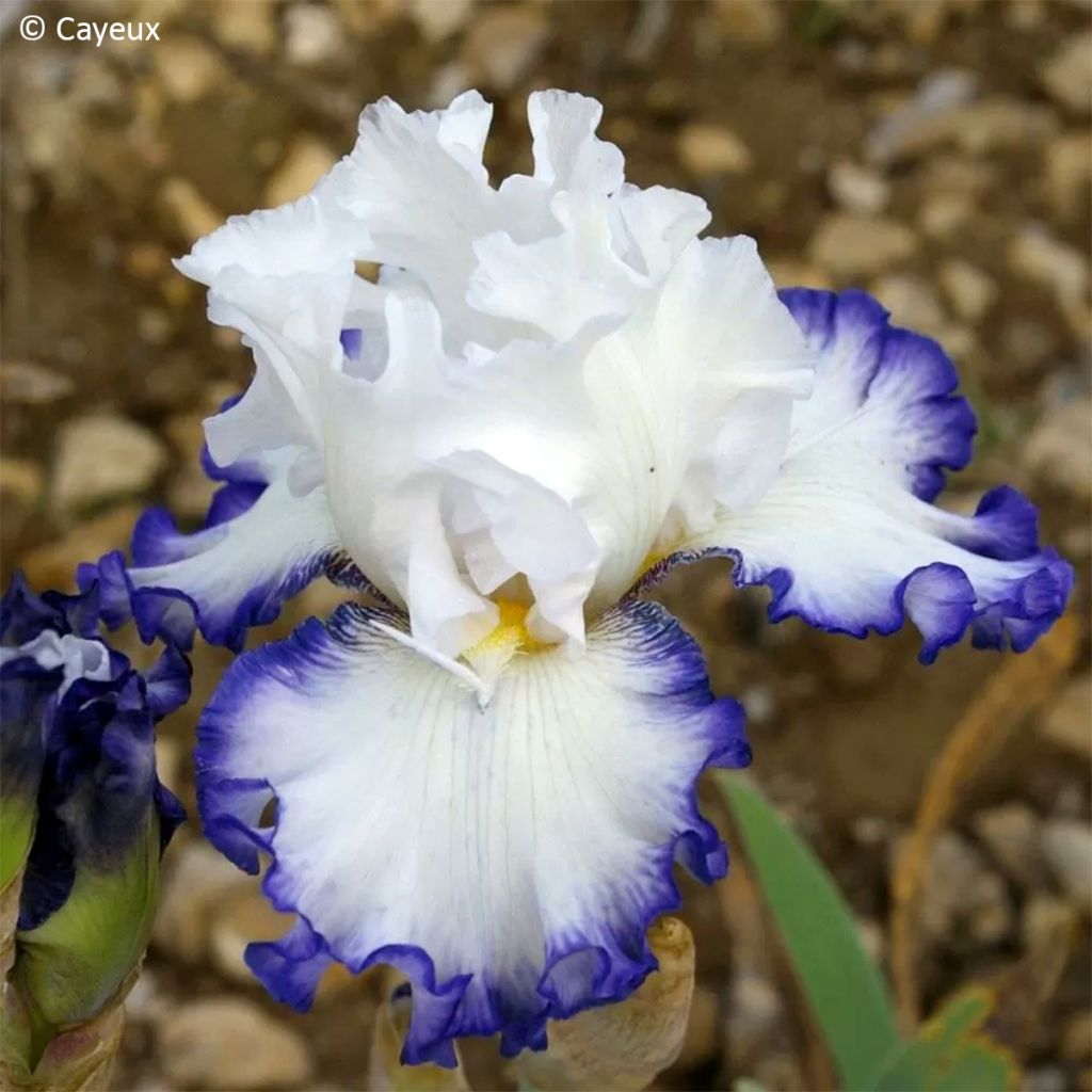 Iris germanica Cartouche