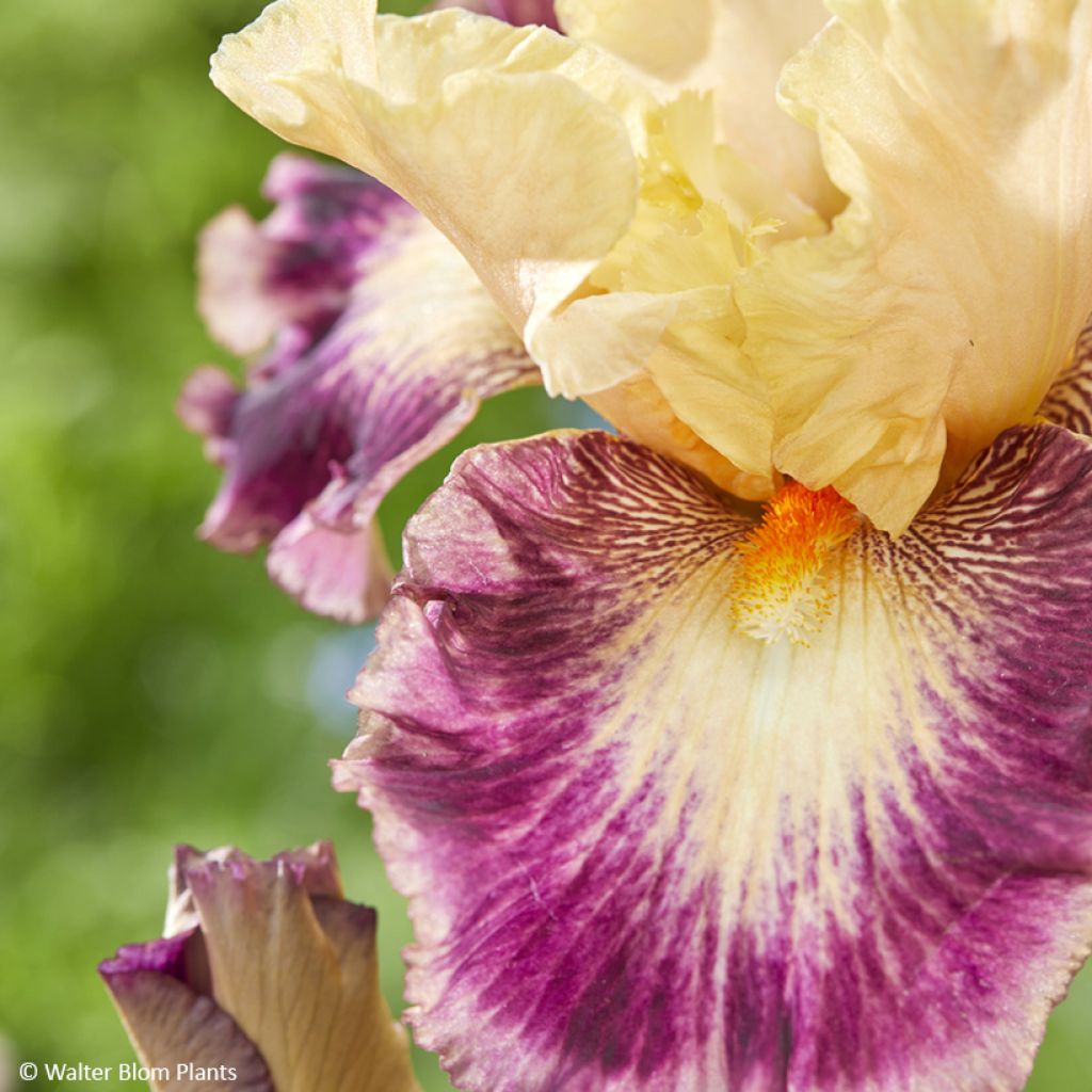 Iris germanica Comme un Sourire