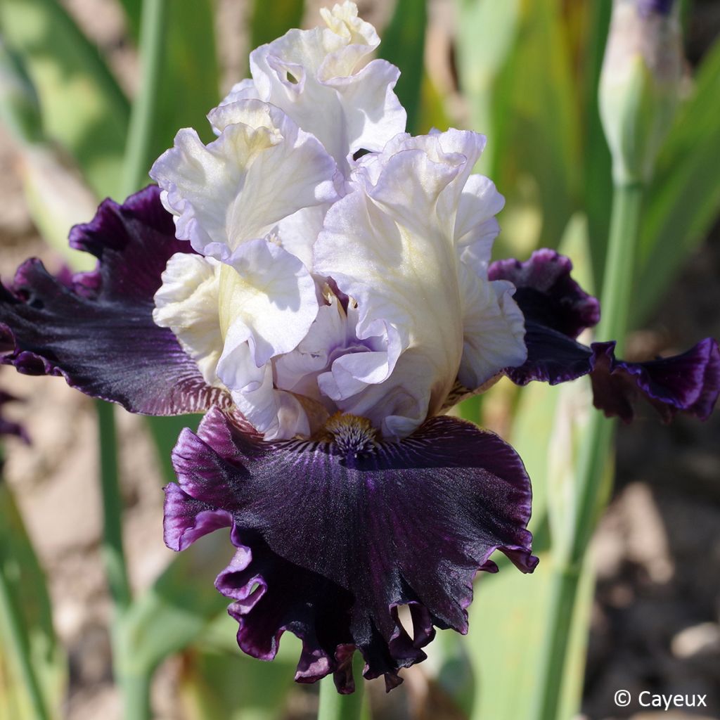 Iris germanica Conspiration