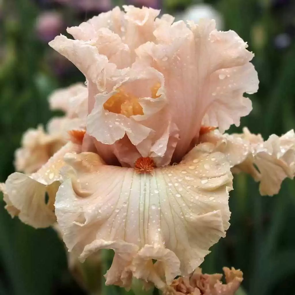 Iris germanica Coralina
