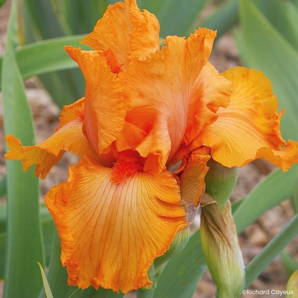 Iris germanica Coup de Soleil - Íris alemã