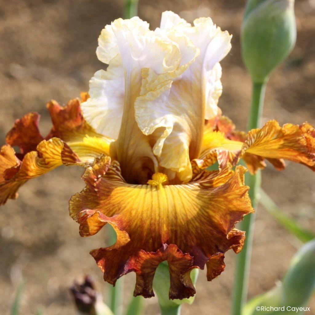 Iris germanica Daniel Collin - Íris alemã