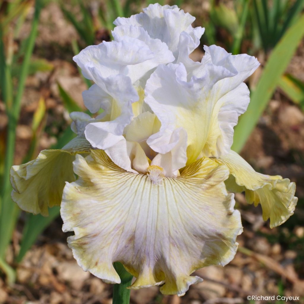 Iris germanica Danseuse d’Asie - Íris alemã