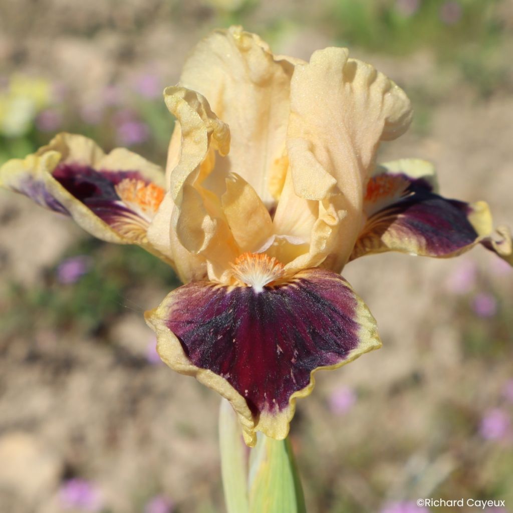 Iris germanica Dazzle Me - Íris alemã Lilliput