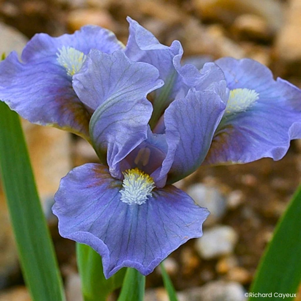 Iris germanica Fib - Íris alemã anã