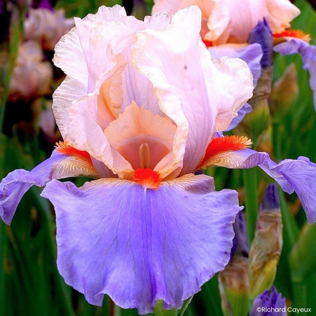Iris germanica French-Cancan - Íris alemã