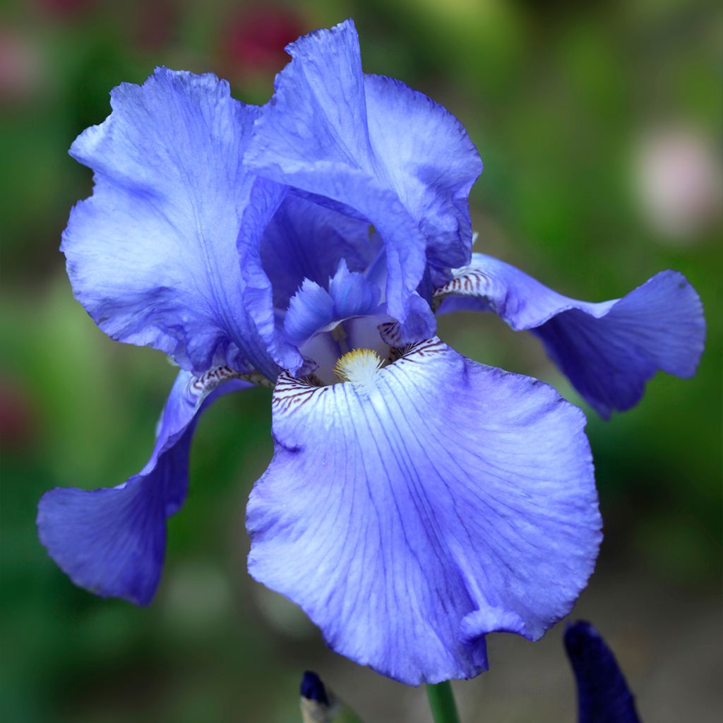 Iris germanica Heure Bleue