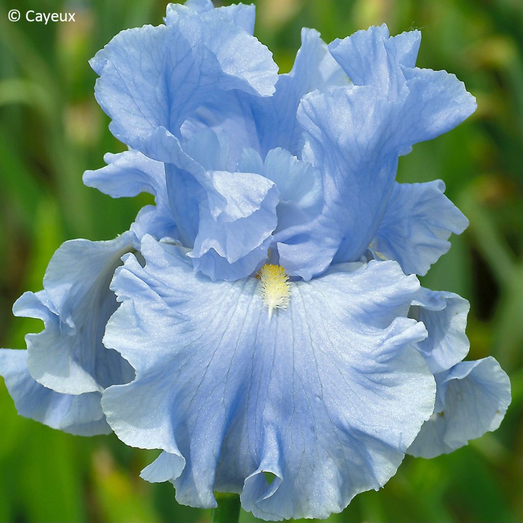 Iris germanica Into the Blue