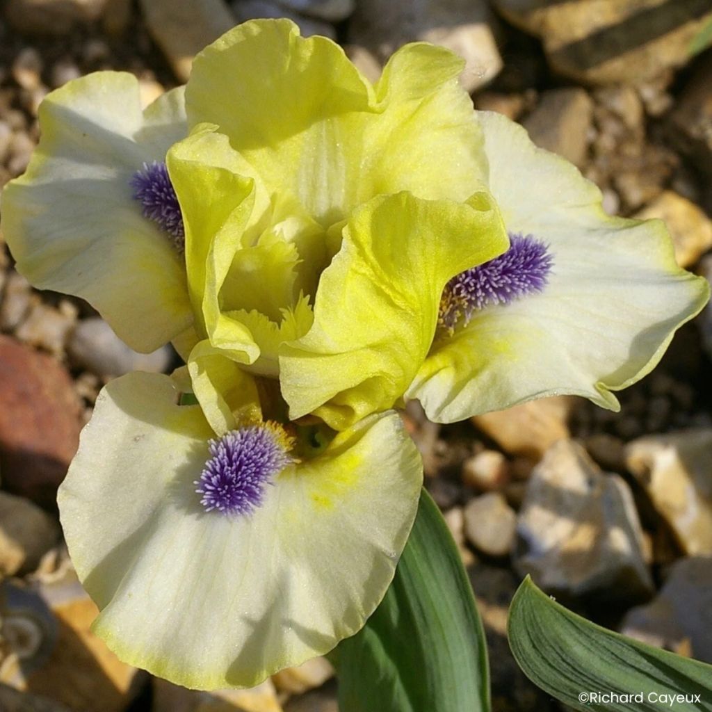 Iris germanica Island Sun - Íris alemã Lilliput
