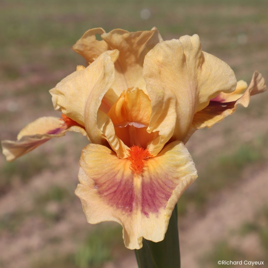 Iris germanica Jive - Íris alemã Lilliput