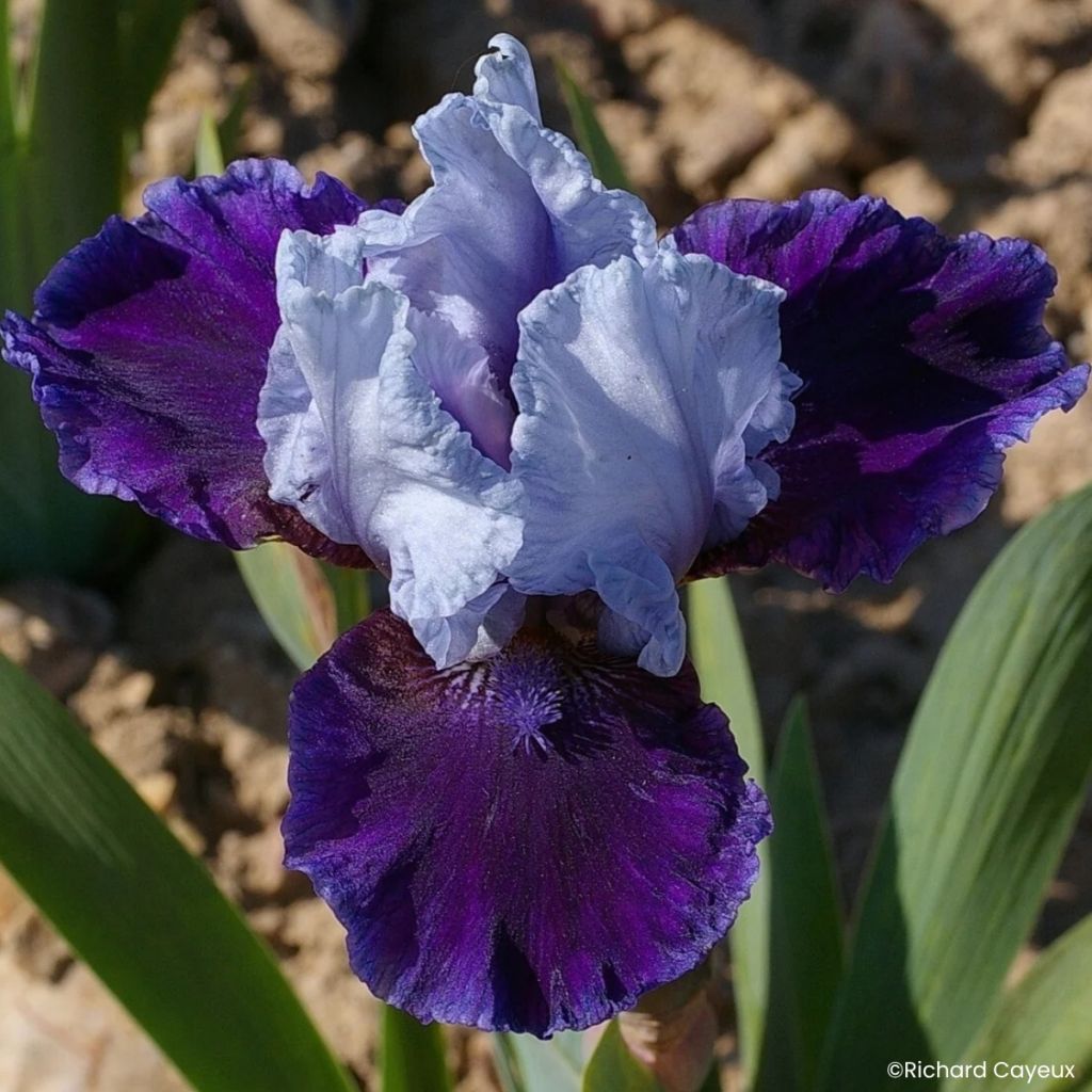 Iris germanica Mariposa Wizard - Íris alemã intermédia