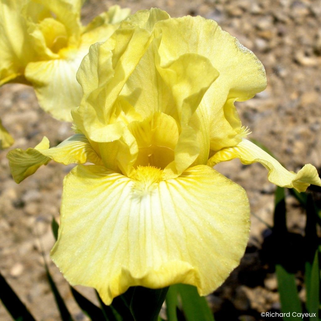 Iris Barbata-Media Maui Moonlight