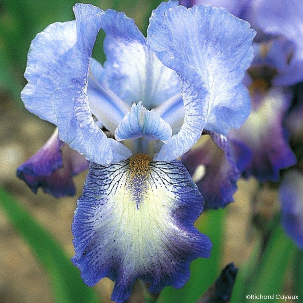 Iris germanica Mistigri - Íris alemã intermédia