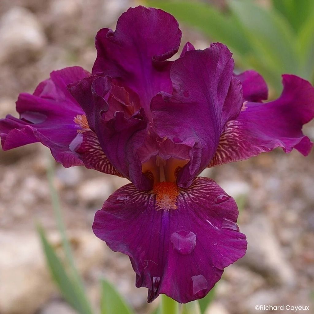 Iris germanica Revved Up Rose - Íris alemã intermédia