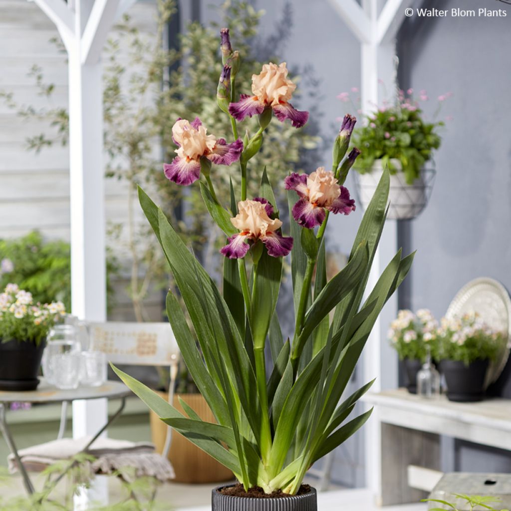 Iris germanica Rose de Perse