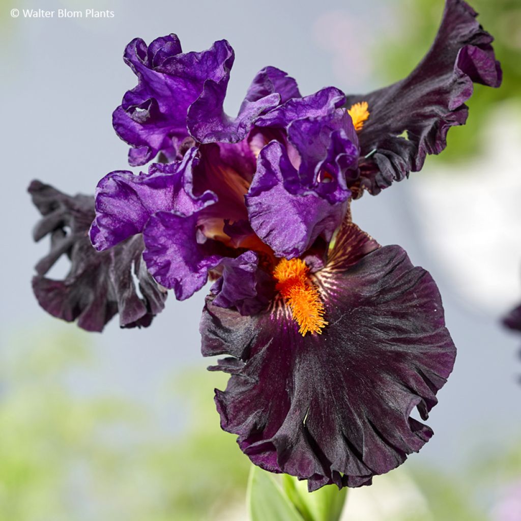 Iris germanica Sharp Dressed Man