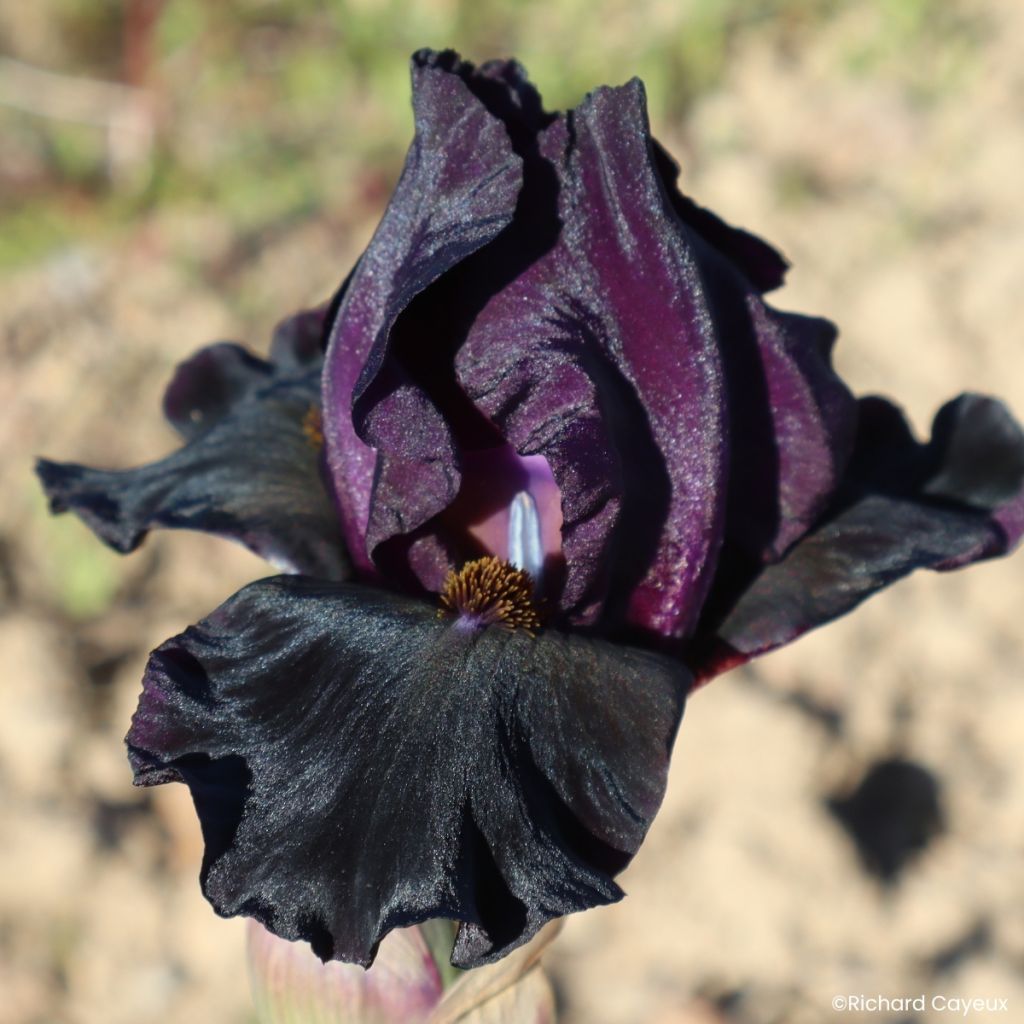 Iris germanica Sinister Desire - Íris alemã intermédia