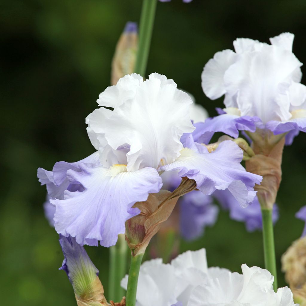 Iris germanica Skylark's Song