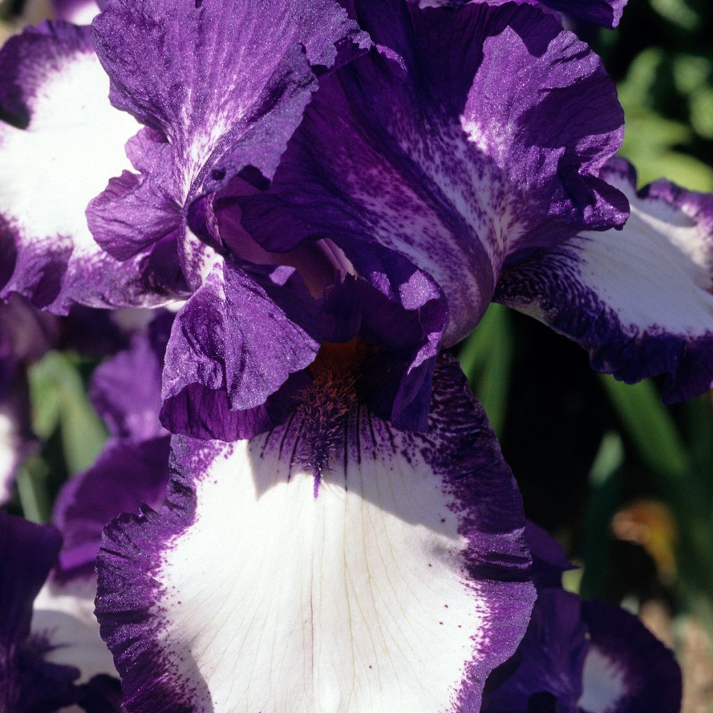 Iris germanica Stepping Out