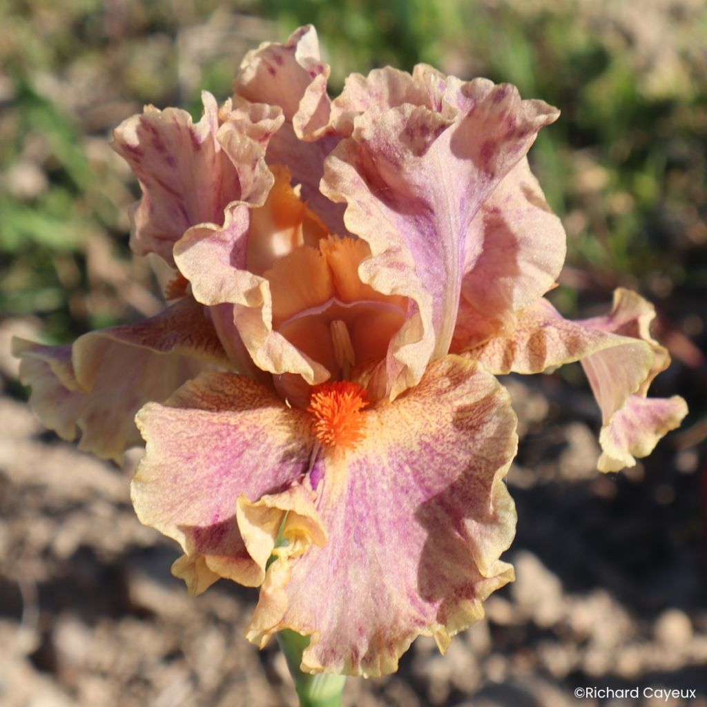 Iris germanica Synergy - Íris alemã intermédia