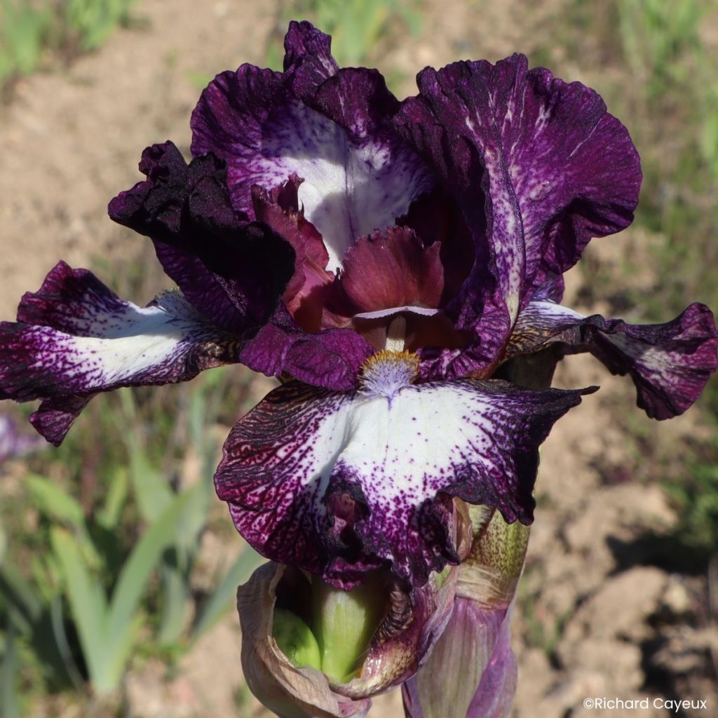 Iris germanica Vitrail - Íris alemã intermédia