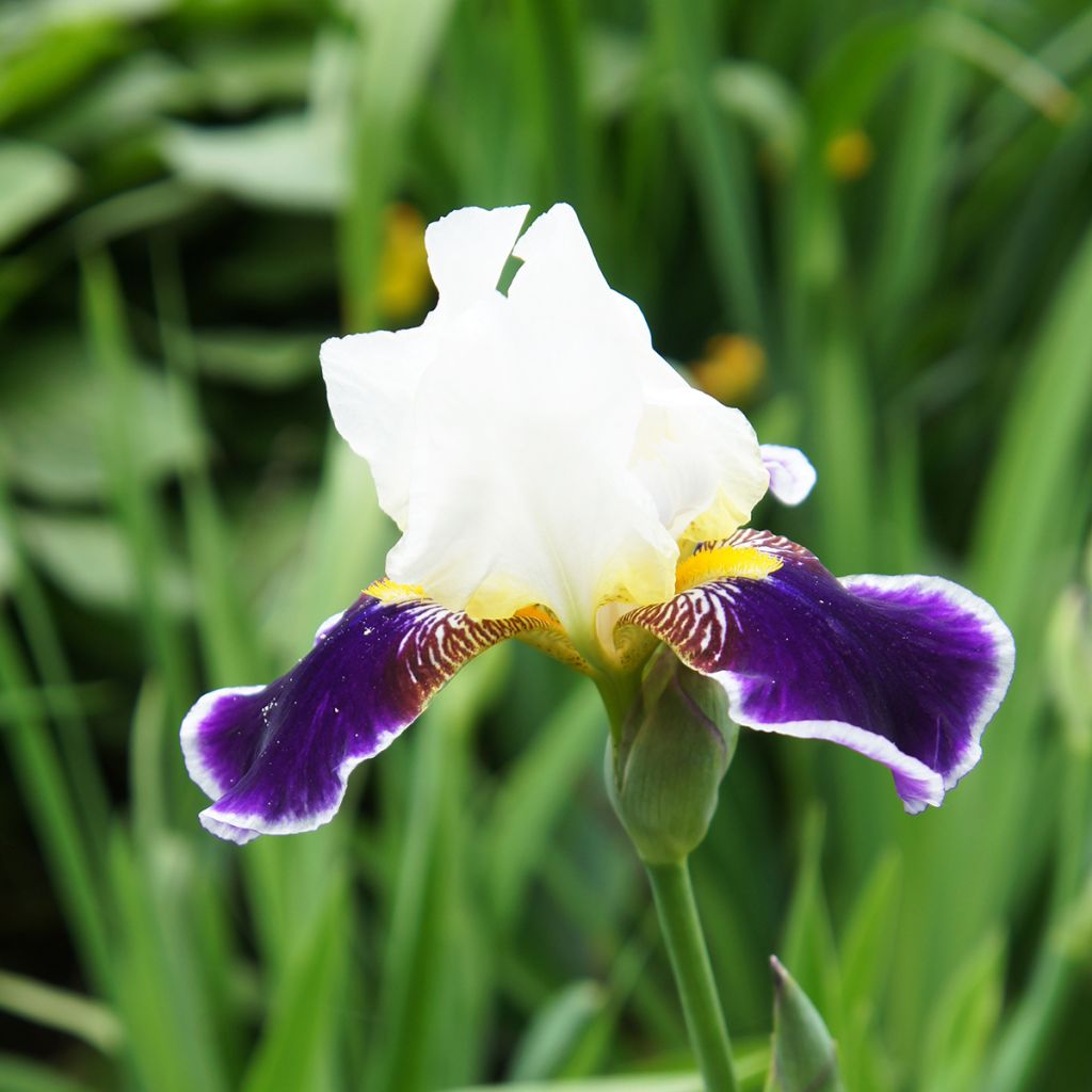 Iris germanica Wabash