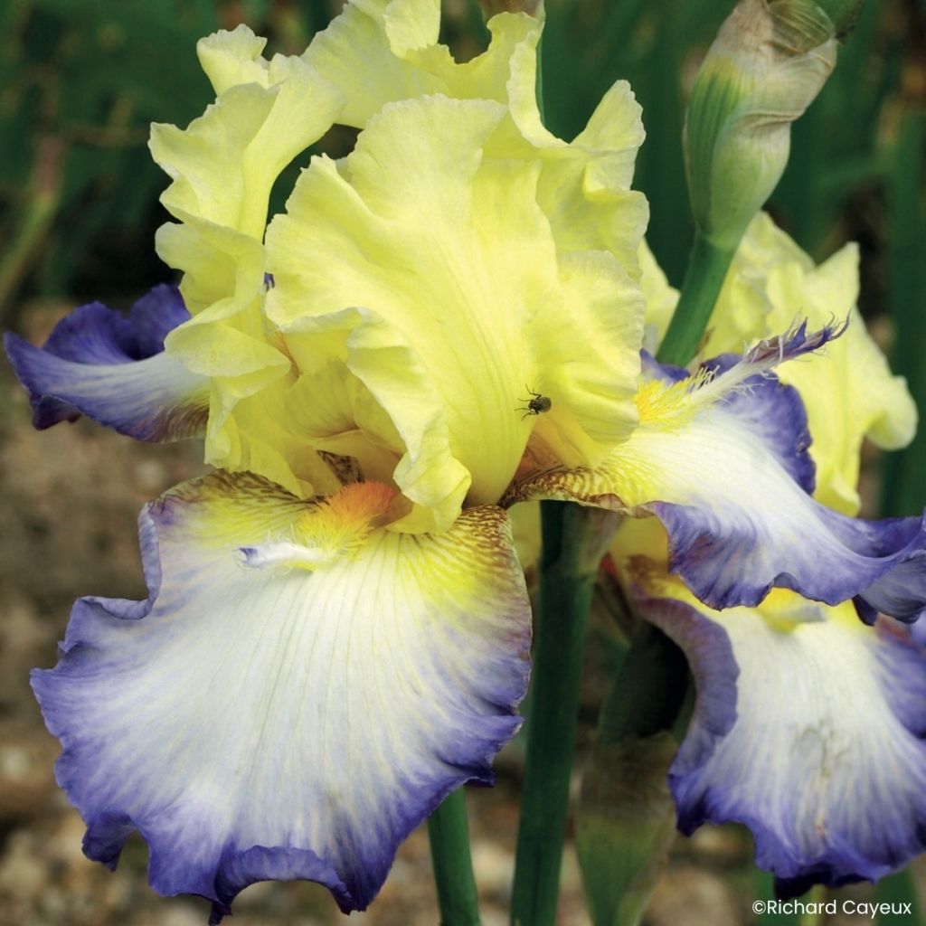 Iris germanica Échassier - Íris alemã