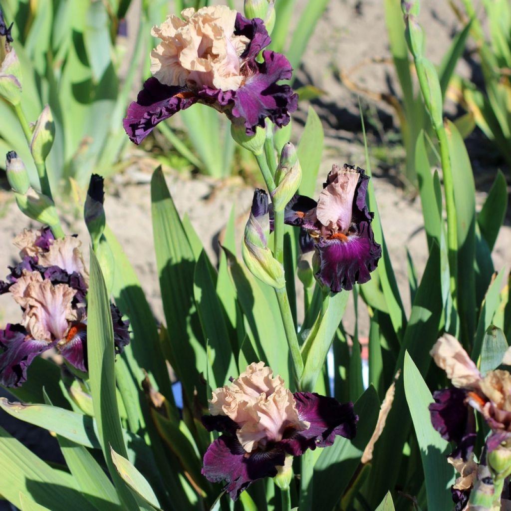 Iris germanica Sacrée Gralée - Iris des Jardins