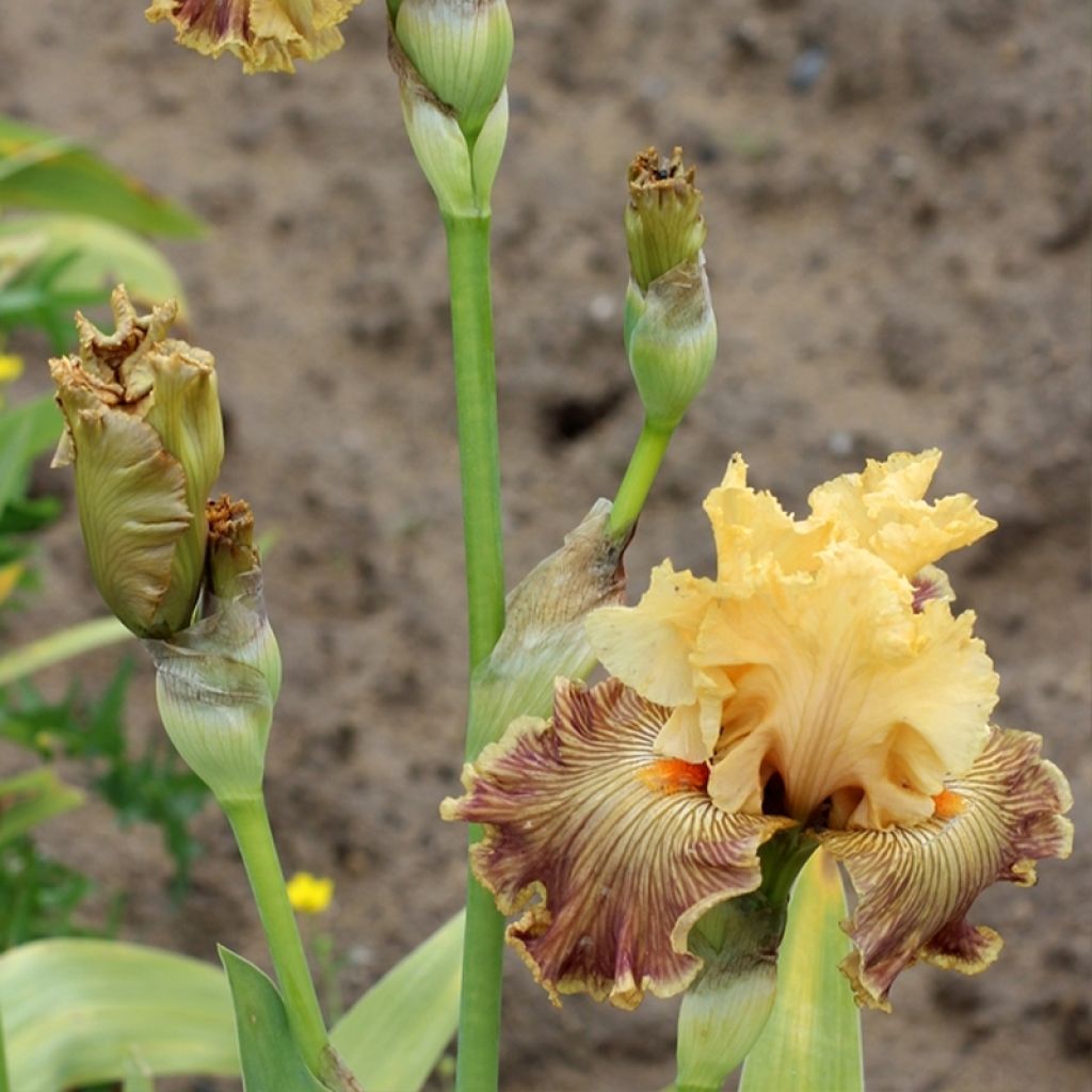 Iris germanica Vieilles Vignes - Iris des Jardins