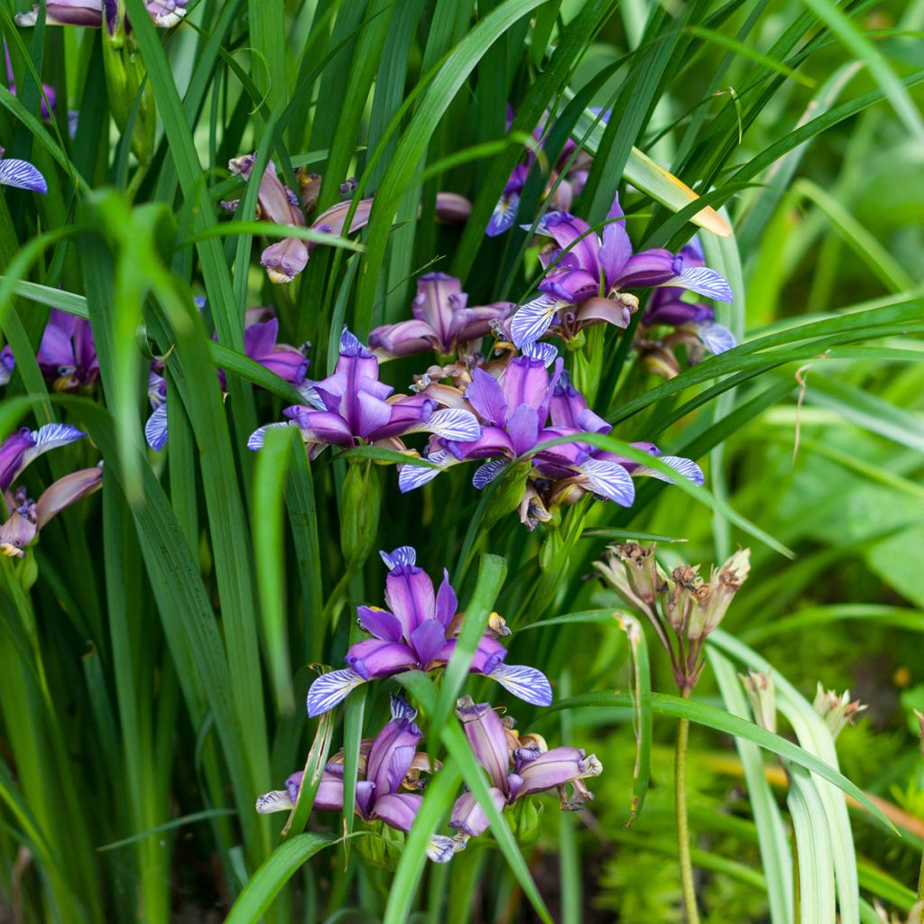 Iris graminea