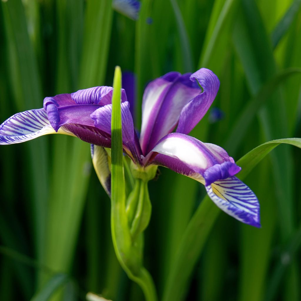 Iris graminea