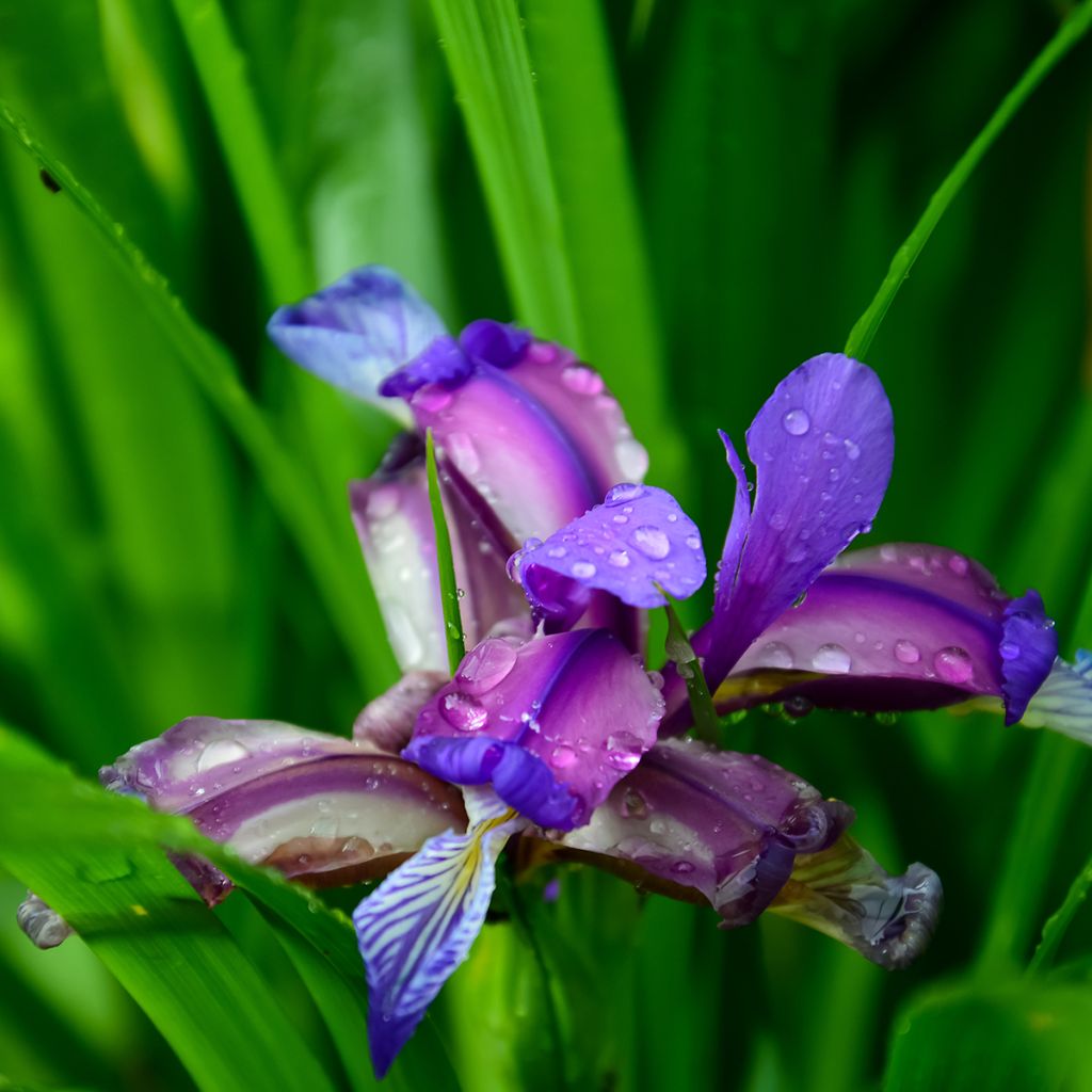 Iris graminea