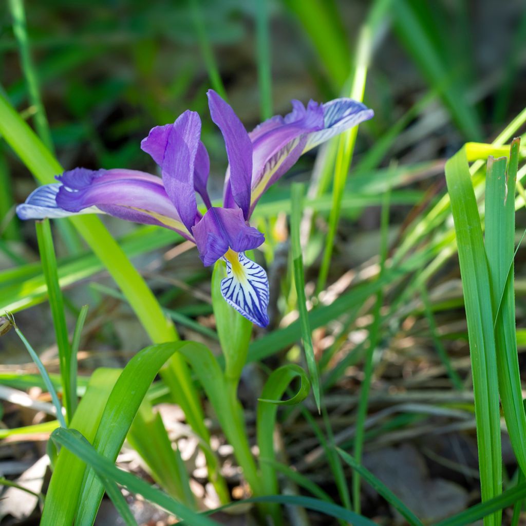 Iris graminea