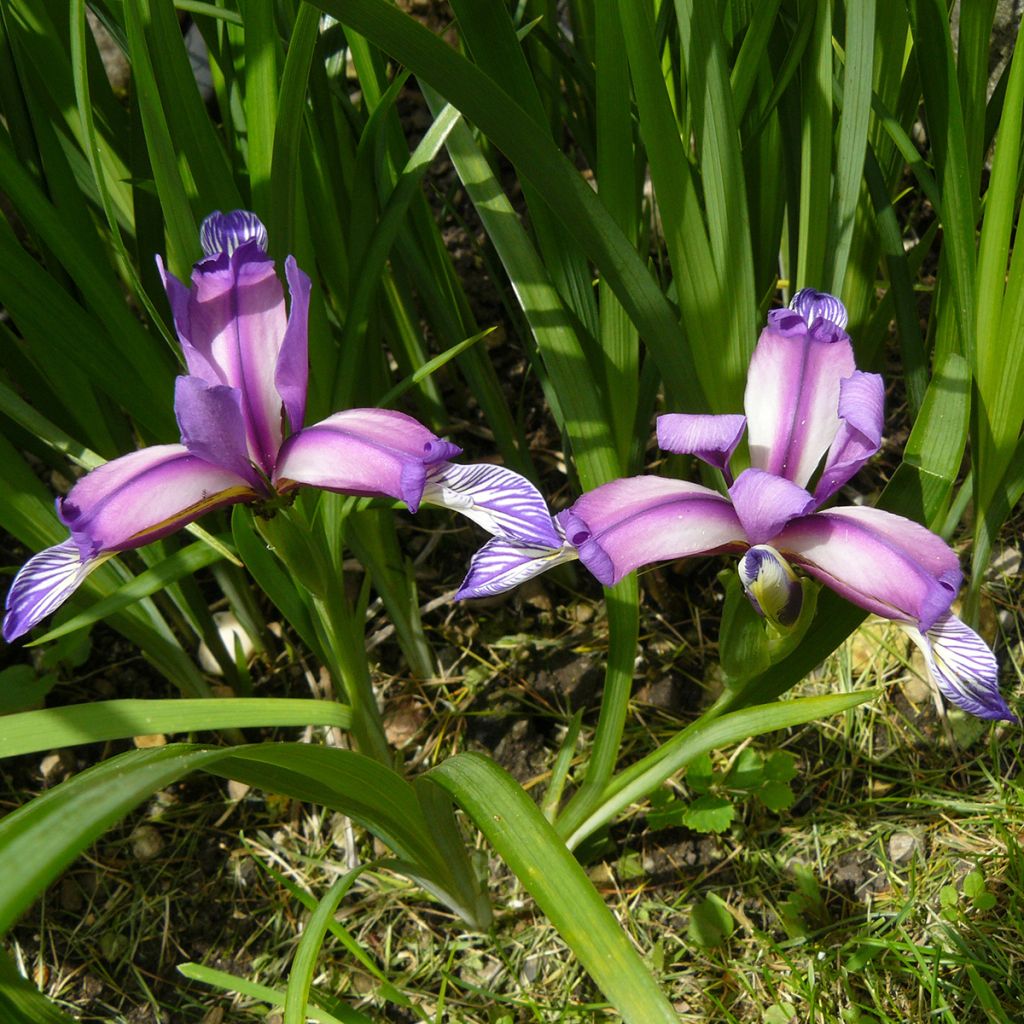 Iris graminea