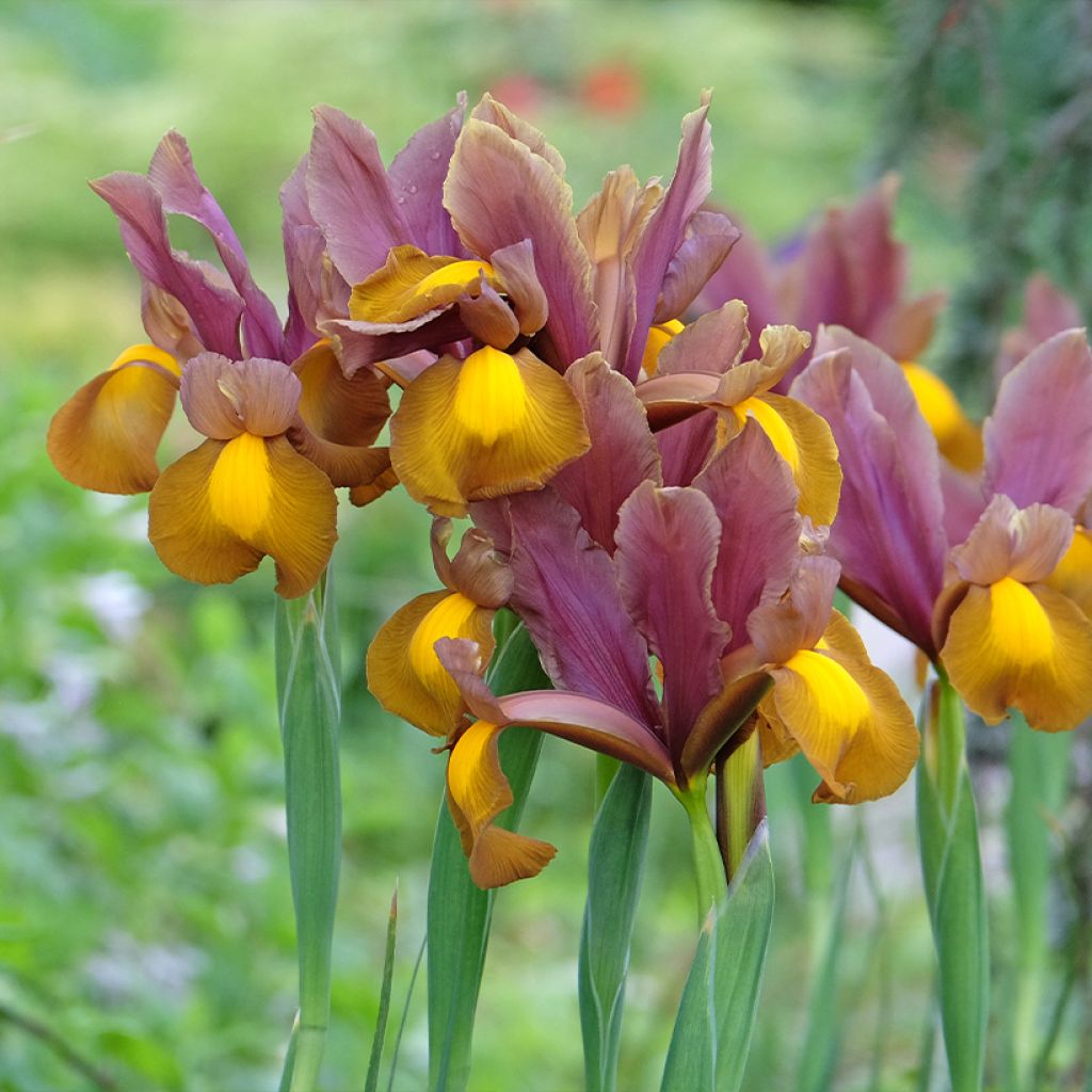 Iris hollandica Lion King