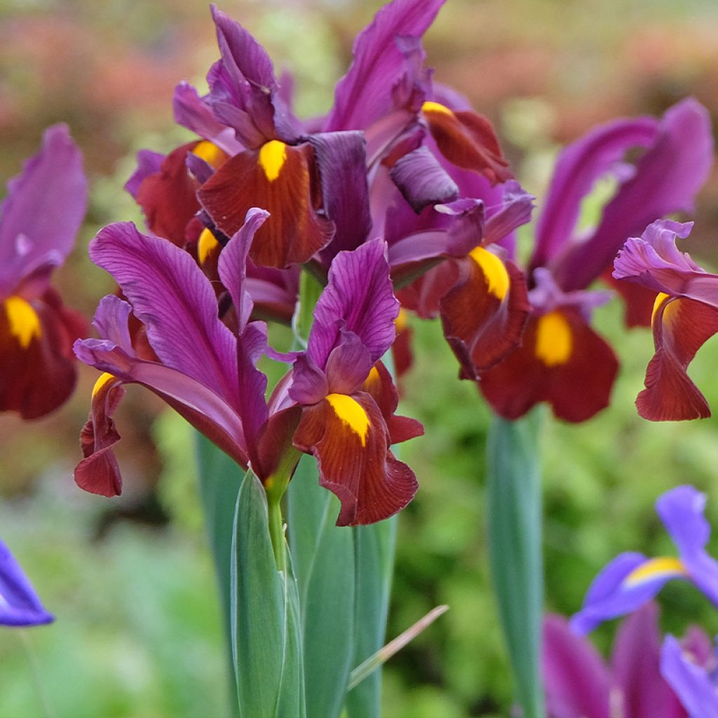 Iris hollandica Red Ember