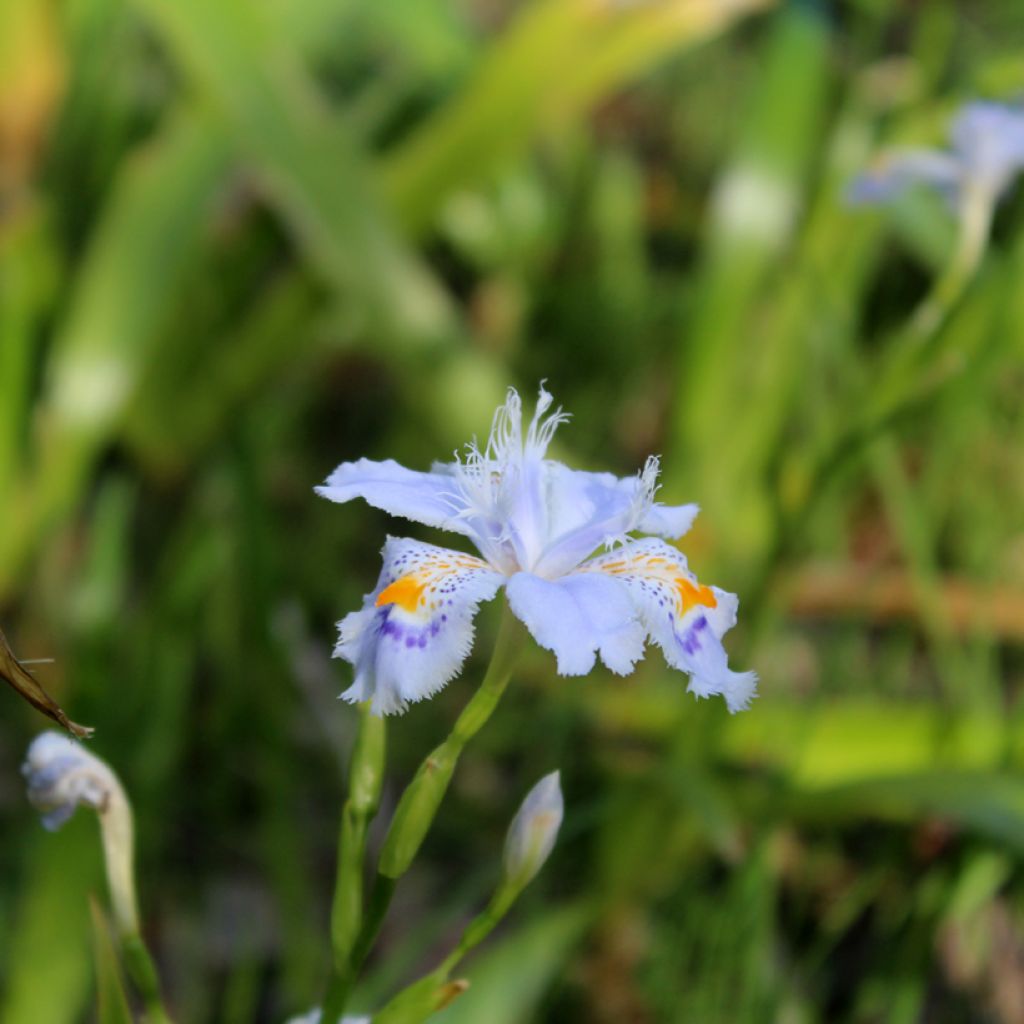 Iris japonica - Lírio japonês