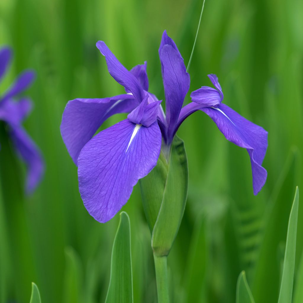 Iris laevigata
