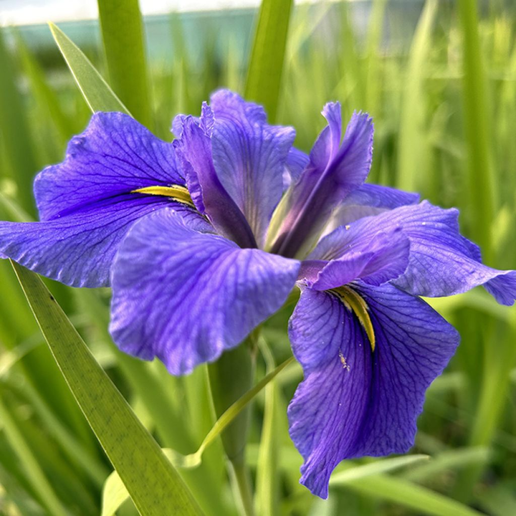 Iris laevigata Latour Marliac