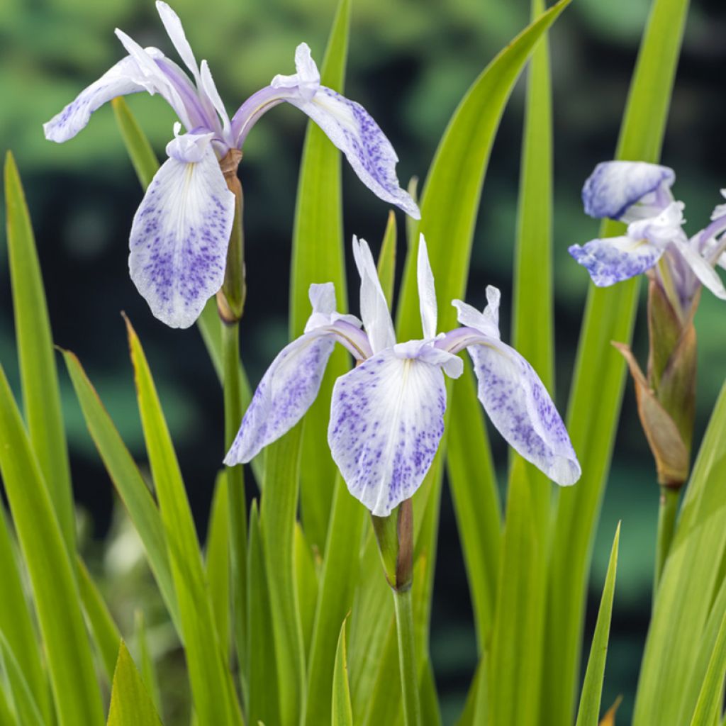 Iris laevigata Mottled Beauty