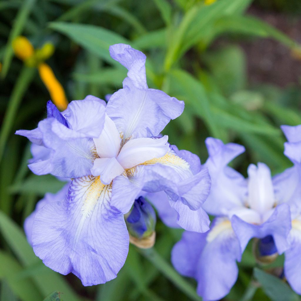 Iris pumila Blue Denim