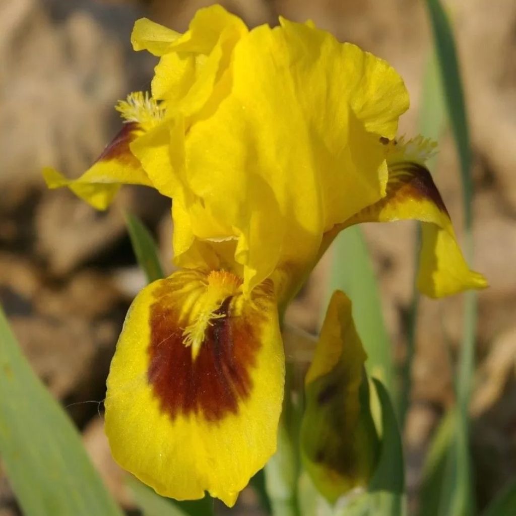 Iris pumila Curio